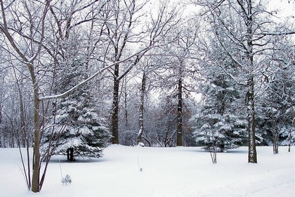 City Park trees and ground covered in winter snow